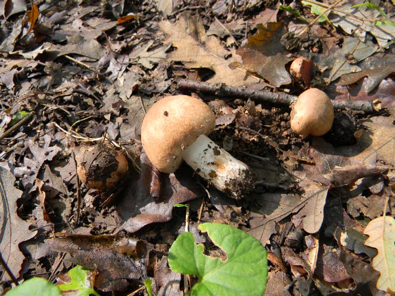 Agaricus fotog.il 15.10.2010.sotto Quercia